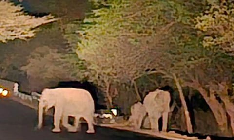 சத்தியமங்கலம் புலிகள் காப்பகத்தில் குளம், குட்டைகள் வறண்டது- வனப்பகுதியில் இருந்து குடிநீர் தேடி வெளியேறும் வன விலங்குகள்