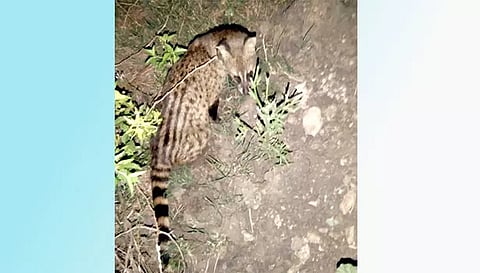 பிடிபட்ட மரநாய்
