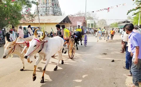 பந்தயத்தில் பங்ேகற்ற மாட்டுவண்டிகள்.

