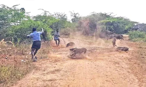 சுற்றித்திரிந்த பன்றிகளை வலை வைத்து பிடித்தனர்.