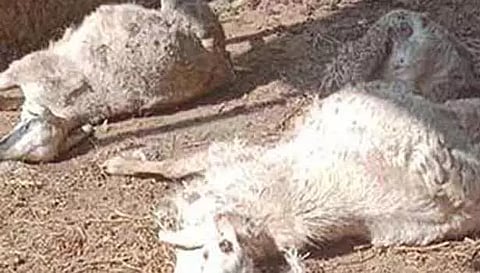 சித்தோடு அருகே மர்ம விலங்கு கடித்ததில் 8 செம்மறி ஆடுகள் பலி