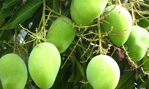 கோப்புபடம்.