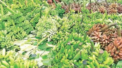 வெப்பிலி ஒழுங்குமுறை விற்பனை கூடத்தில் வாழைத்தார் ஏலம்