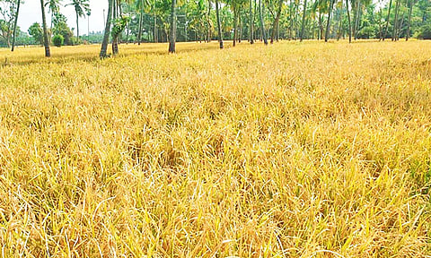 சேதமான நெற்பயிர்களை படத்தில் காணலாம்.