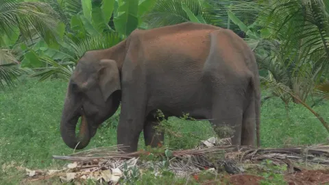 வாயில் காயத்துடன் சுற்றித்திரியும் மக்னா யானை
