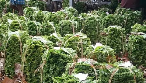 வரத்துக் குறைவால் வெற்றிலை விலை உயர்வு