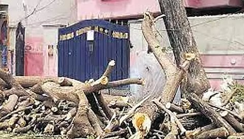 அனுமதி இல்லாமல் மரம் வெட்டிய தொழிலாளி சிக்கினார்