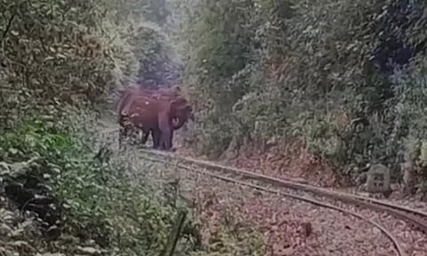தண்டவாளத்தில் நின்றது- யானையால் 15 நிமிடம் நிறுத்தப்பட்ட மலை ரெயில்