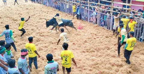 ஜல்லிக்கட்டு போட்டி