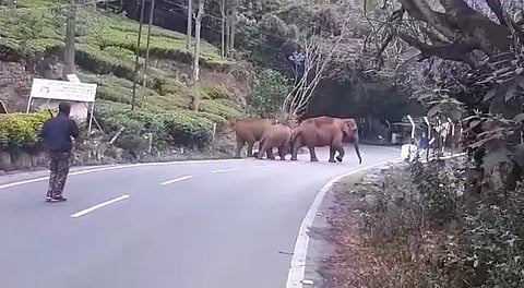 குன்னூர்- மேட்டுப்பாளையம் சாலையில் ரோட்டை கடந்து சென்ற யானைகளால் ஒரு மணி நேரம் போக்குவரத்து நிறுத்தம்