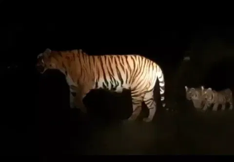 கடம்பூர் வனப்பகுதியை பற்றி தவறான வீடியோ வெளியிட்டால்வனச்சட்டத்தின் கீழ் நடவடிக்கை எடுக்கப்படும்
