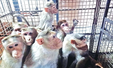 சென்னிமலை நகரில் அட்டகாசம் செய்த குரங்குகள் கூண்டில் சிக்கியது