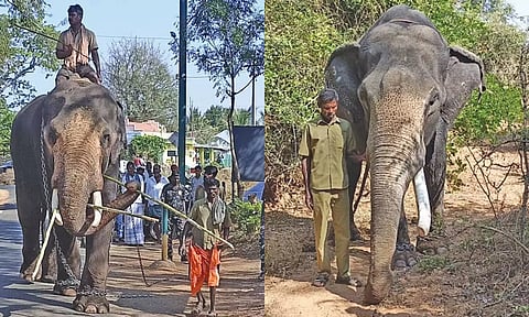 கருப்பன் யானையை பிடிக்க முதுமலை புலிகள் காப்பகத்தில் இருந்து 2 கும்கி யானைகள் வரவழைப்பு