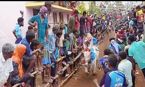மாடு விடும் விழாவில் சீறிப்பாய்ந்து ஓடிய காளைகள்