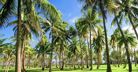 தென்னைமர காப்பீட்டு திட்டம்