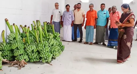 வாழைத்தார் ஏலம் தொடங்கியது