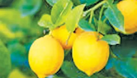 எலுமிச்சை பழம் ரூ.8-க்கு விற்பனை