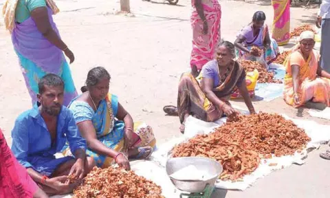 புளி விளைச்சல் அதிகரிப்பு: 200-க்கும் மேற்பட்ட பழங்குடியினர் டோலி கட்டி எடுத்து வந்து வியாபாரம்