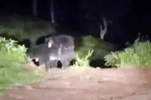 கோத்தகிரி அருகே சாலையில் குட்டியுடன் சுற்றிய கரடிகள்