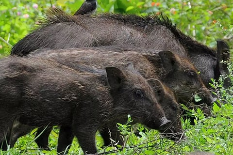 ராசிபுரம் அருகே பண்ணையில் 20 பன்றிகளுக்கு ஆப்பிரிக்க வைரஸ் பாதிப்பு- அழித்து புதைக்க அதிகாரிகள் உத்தரவு