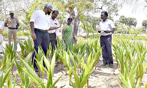 1 கோடி மரக்கன்றுகள் நடவு செய்யும் பணி