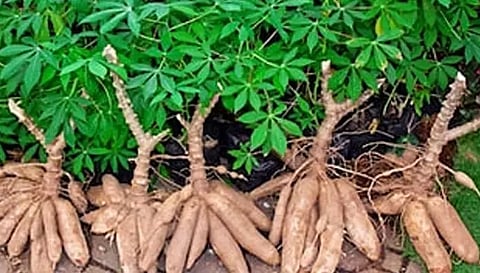மரவள்ளி கிழங்கு ஒரு டன் ரூ.16 ஆயிரத்துக்கு விற்பனை
