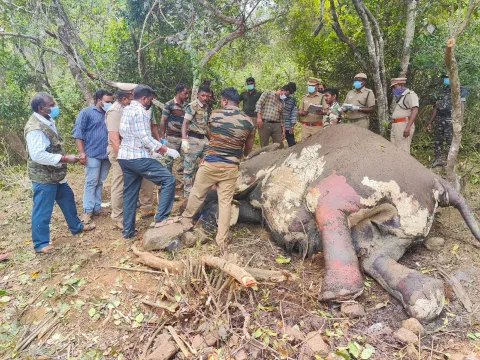 வனப்பகுதியில் இறந்து கிடந்த யானையை வனத்துறையினர் மற்றும் டாக்டர்கள் பார்வையிட்டனர்.