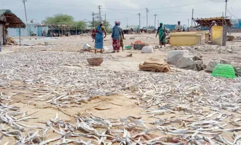 கருவாடு காய வைக்கும் பணியில் மீனவர்கள்.