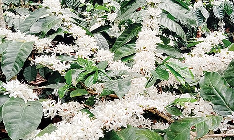 காபி செடியில் பூக்கள் பூத்து குலுங்குவதை படத்தில் காணலாம்.