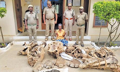 பர்கூர் வனப்பகுதியில் வனத்துறைக்கு தெரியாமல் மின்வேலியில் சிக்கி பலியான யானையை புதைத்த விவசாயி