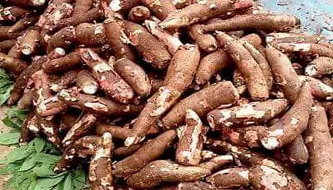 மரவள்ளி கிழங்கு ஒரு டன் 13 ஆயிரத்துக்கு  விற்பனை