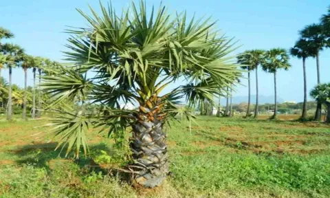 கோப்புபடம்.
