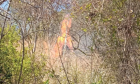 வனப்பகுதியில் பற்றிய காட்டுத்தீயில் சிக்கி மரங்கள் எரிந்து நாசமானது.