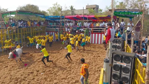 கறம்பக்குடி, மழையூரில் ஜல்லிக்கட்டு போட்டி