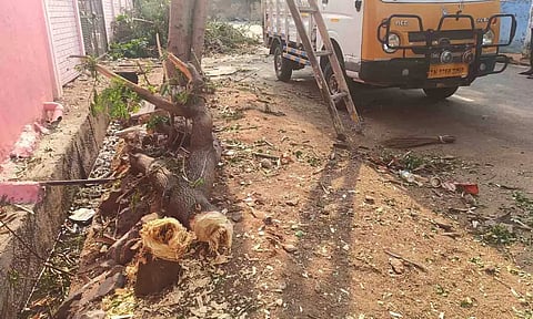 வெட்டப்பட்ட மரத்தை படத்தில் காணலாம்.