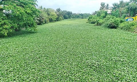 ஓடம்போக்கி ஆற்றை ஆக்கிரமித்துள்ள ஆகாயத்தாமரை செடிகள்.