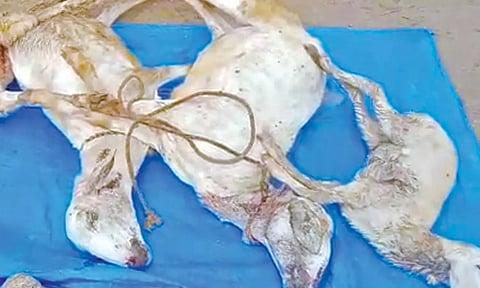 மர்ம விலங்கு கடித்து இறந்த ஆடுகளை படத்தில் காணலாம்.