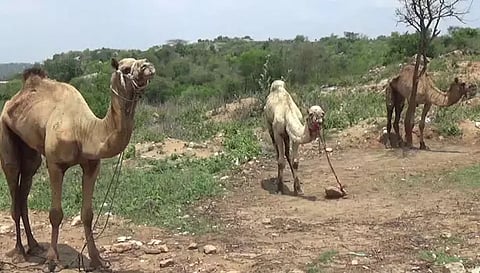 சூளகிரி அருகே மர்மநபர்கள் விட்டு சென்ற ஒட்டகங்கள்
