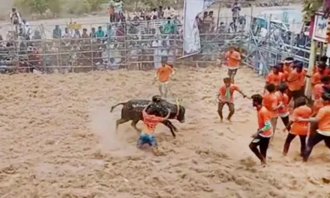 மஞ்சுவிரட்டு நடந்தபோது எடுத்த படம்.