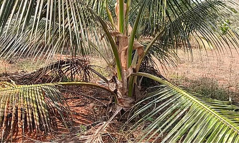 &nbsp; திராவகம் ஊற்றியதால் கருகிய தென்னை மரம்.