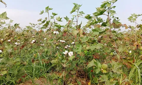 பருத்தி விலை குறைவால் விவசாயிகள் வேதனை