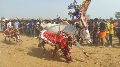 தேன்கனிக்கோட்டையில் எருதுவிடும் விழா  கோலாகலம்