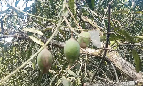 மா மரத்தில் காணப்படும் பூச்சி தாக்குதலால் விளைச்சல் பாதிக்கப்பட்டுள்ளது.
