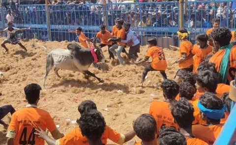 தேனிமலையில் ஜல்லிகட்டு