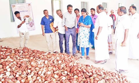 கொப்பரை தேங்காயின் தரத்தை ஆய்வு செய்யும் அதிகாரிகள்.