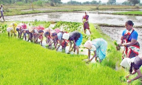 விவசாயிகள் நில உடமை விவரங்களை வலைதளத்தில் பதிவு செய்ய வேண்டும்- வேளாண் அதிகாரி தகவல்