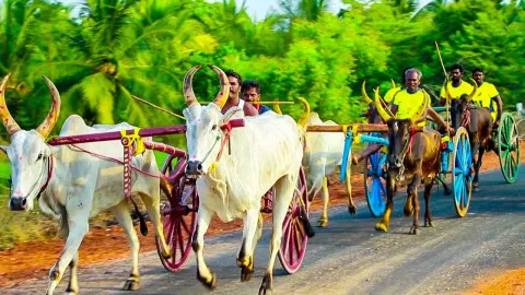 ஏரியூர் கிராமத்தில் மாட்டு வண்டி பந்தயம்