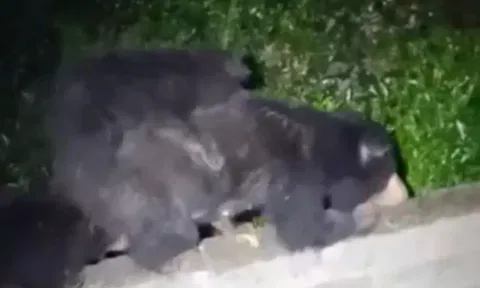 கோத்தகிரியில் 2 குட்டிகளுடன் உலா வந்த கரடிகள்