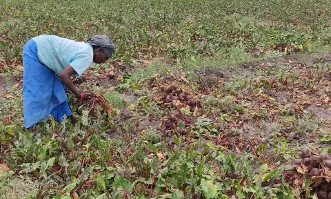 பீட்ரூட் அறுவடை பணியில் ஈடுபட்ட  பெண் விவசாயி.