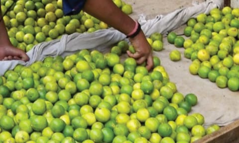 கோடை வெயில் அதிகரிப்பு- ஒருகிலோ எலுமிச்சை ரூ.120க்கு விற்பனை